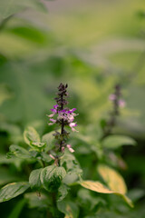 Close-up photo of a flowering basil plant.