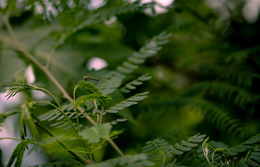 Close-up of a tamarind tree with a dragonfly clinging to it.