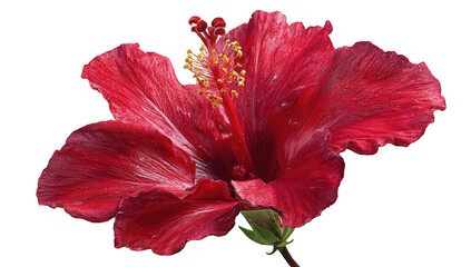 Fototapeta premium Close-up of a vibrant red hibiscus flower