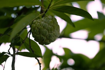 Fully ripe custard apple, close-up