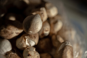Freshly Picked Mushrooms, Organic Mushrooms in a Bag