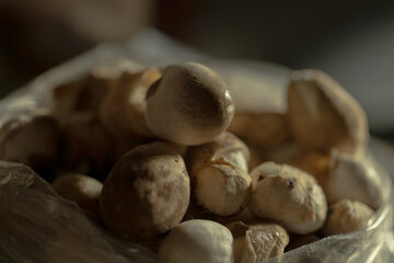 Freshly Picked Mushrooms, Organic Mushrooms in a Bag