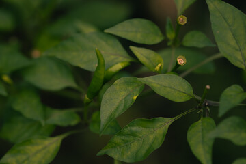 Close-up photo of a chili plant