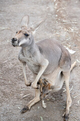 the female red kangaroo has a joey in her pouch