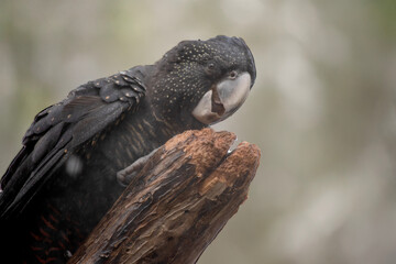 this is a close up of a female red tailed cockatoo