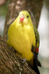 this is a close up of a regent parrot