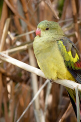 the female regent parrot is perched on a branch