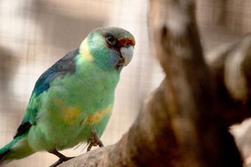 this is a close up of a ringneck parrot