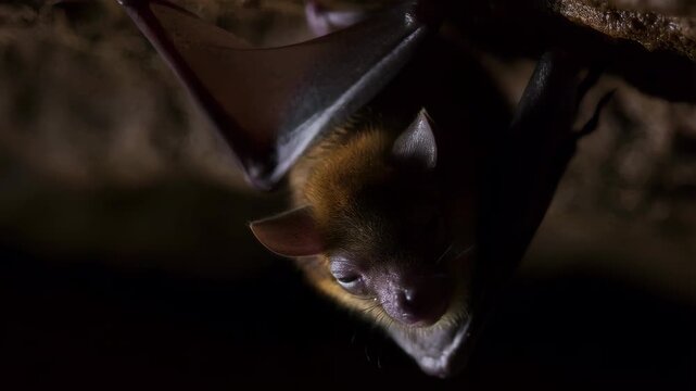 Bat hanging upside down in dark cave