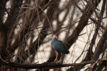 The colorful purple swamphen standing gracefully on tree branches above the wetland with clear water . Vibrant blue and green plumage with striking red beak and legs, in natural habitat .