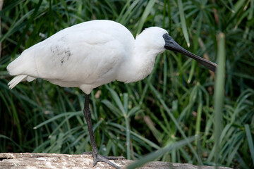 this is a young royal spoonbill as it does  not have a yellow eyebrow