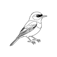 Obraz premium Charming Anime Style African Flycatcher Coloring Page for Kids Whimsical Bird Line Art