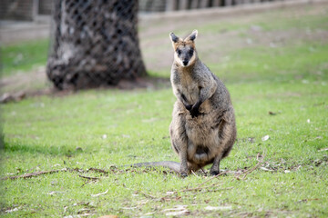 the male swamp wallaby is in the middle of a field