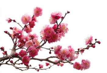 Fototapeta premium Delicate branches of a blossoming plum tree, with numerous clusters of soft pink flowers