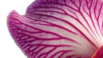 Close-up of orchid petal veins