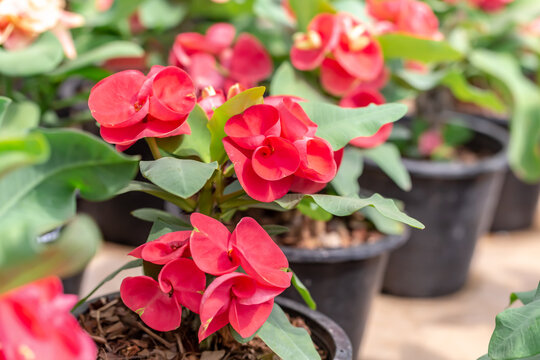 Crown of thorns flowers : Euphorbia milli Desmoul