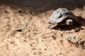 the turtle has a hard shell for potection