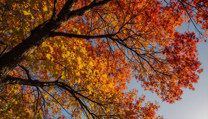 Looking Up at Autumn Maple Leaves and Blue Sky