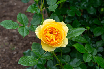 Yellow rose in full bloom