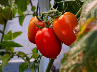 Three vibrant red tomatoes hang ripening on the vine, bathed in natural light, showcasing the beauty and bounty of homegrown produce in a garden setting, and healthy lifestyle.