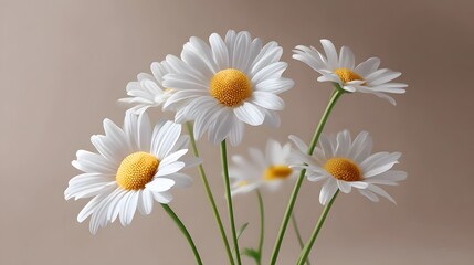 Obraz premium A close-up view of beautiful white daisy flowers in full bloom, surrounded by green leaves against a neutral background