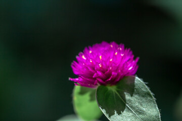 Globe amaranth or Gomphrena globosa close up in a morning. 