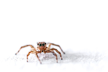 jumping spider is climbing the wall.