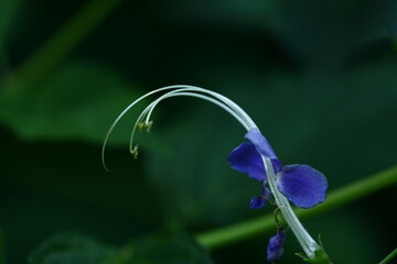 渡り鳥雁の空飛ぶ姿を連想