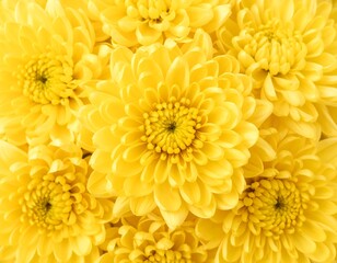 Yellow Chrysanthemum Close-up (1)
