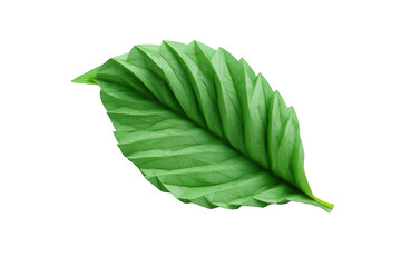 Fototapeta premium Close-up of a single green leaf