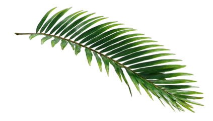 Detailed close-up of a vibrant palm frond