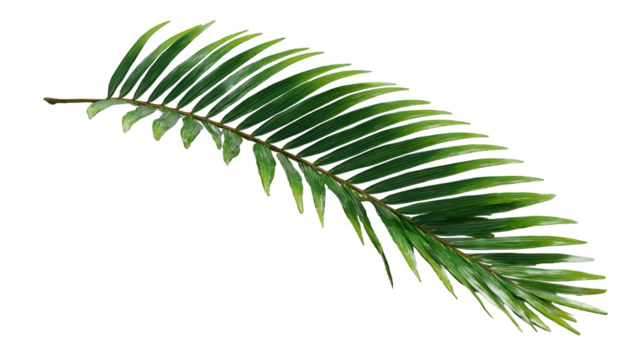 Detailed close-up of a vibrant palm frond