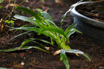 Close-up of green plants in soil