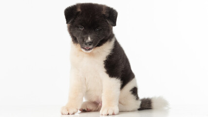 Obraz premium American Akita puppy on white background