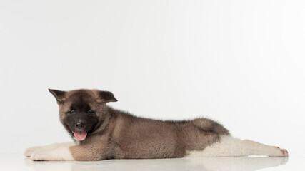 American Akita puppy on white background