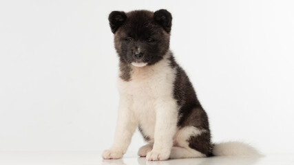 Obraz premium American Akita puppy on white background