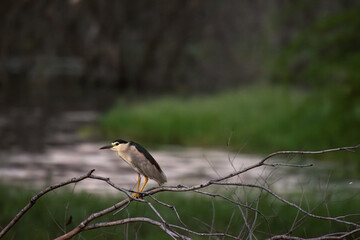 Black crowned night heron perched on a tree branch among lush green leaves in natural habitat. Close up view of the bird with pale plumage, yellow beak, and sharp  eyes, blending beautifully .