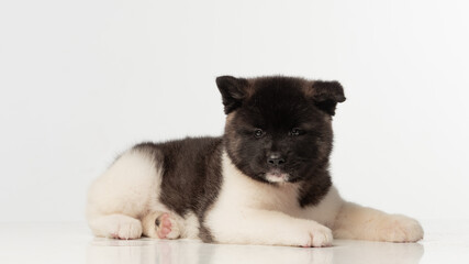 American Akita puppy on white background