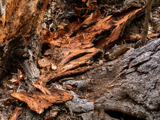Close-up of Peeling and Cracked Tree Bark Texture Background.