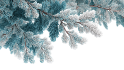 Close-up of frosted pine branches