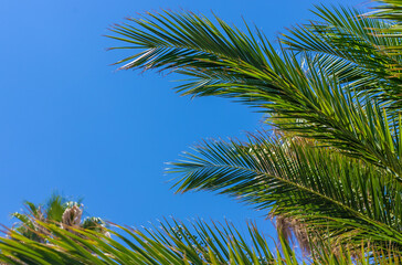 Fototapeta premium Beautiful palm leaves background. Selective focus.