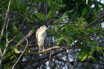Black crowned night heron perched on a tree branch among lush green leaves in natural habitat. Close up view of the bird with pale plumage, yellow beak, and sharp  eyes, blending beautifully .