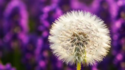 Fluffy White Dandelion Against a Blurred Purple Lavender Field