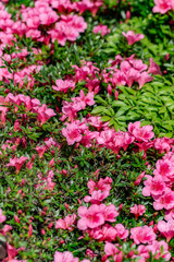 Pink azalea flowers in full bloom create a lush and vibrant display