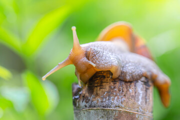 Snails are crawling on wood looking for food.