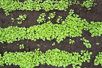 Rows of seedlings growing in fertile soil in cultivated agricultural field
