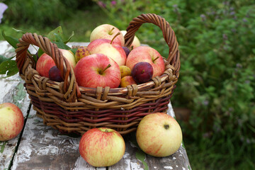 Wicker basket overflowing with freshly picked apples and plums in garden setting