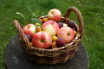 Wicker basket brimming with freshly picked apples and plums on a tree stump