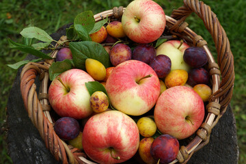 Wicker basket overflowing with freshly picked striped rustic apples and plums from orchard
