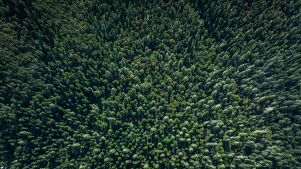 Aerial view of beautiful forest landscape